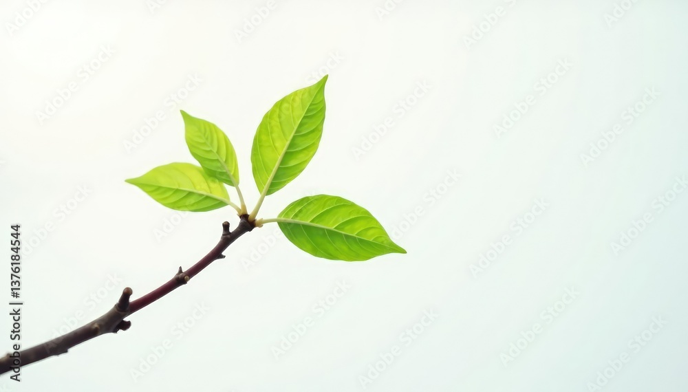 Fototapeta premium Single branch against a bright white background with subtle gradient, bark, closeup, nature