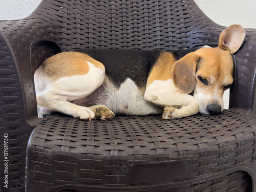 Sleeping on couch chair beagle dog pet