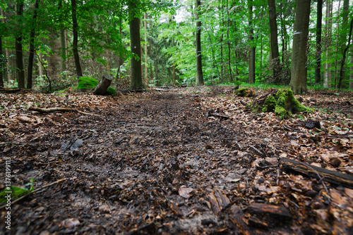 Unpaved path through a dense forest.