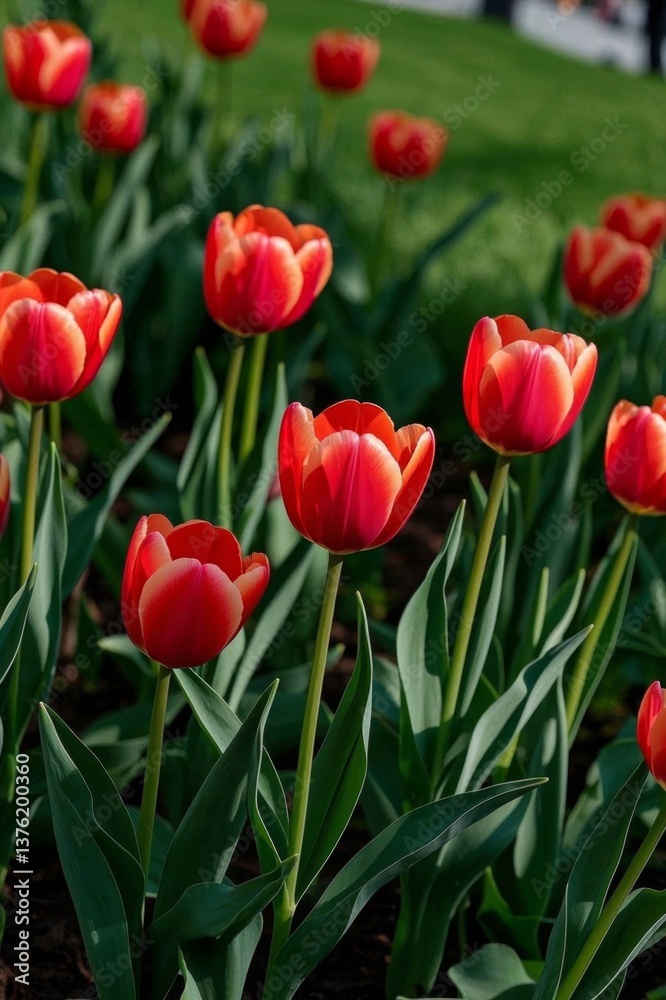 there are many red tulips in a field of green grass there are many red tulips in a field of green grass