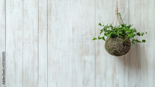 Hanging green plant against rustic wooden background for natural decor
