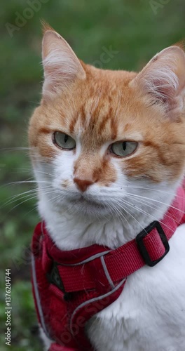 Ginger and white cat wearing red harness, looking around
