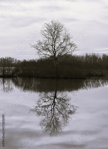 Reflections of time:  Tree and its mirror photo