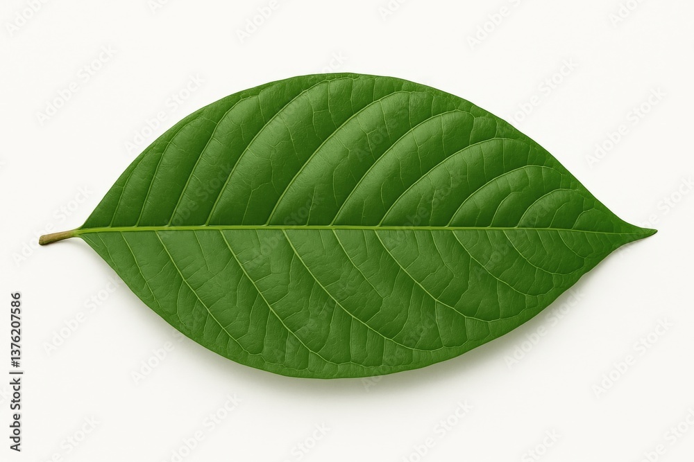 Obraz premium Vibrant green leaf lying flat against a bright white background, highlighting the intricate network of veins and showcasing the beauty of nature's design and detail