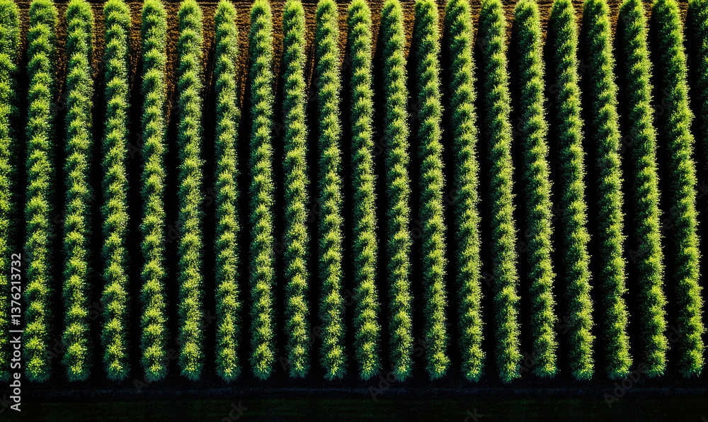 Fototapeta premium Aerial view of a neatly organized agricultural field, showcasing rows of vibrant green plants under sunlight.