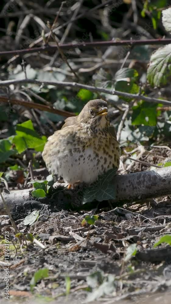 Vertical Video of a Song Thrush Perched on a Log Vertical Video of a Song Thrush Perched on a Log
