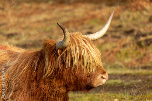 Highland Cow (Bos primigenius taurus)