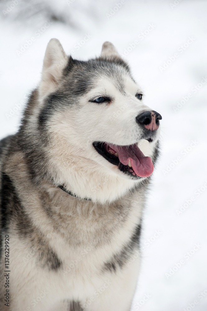 Siberian husky in snowy landscape with mismatched eyes