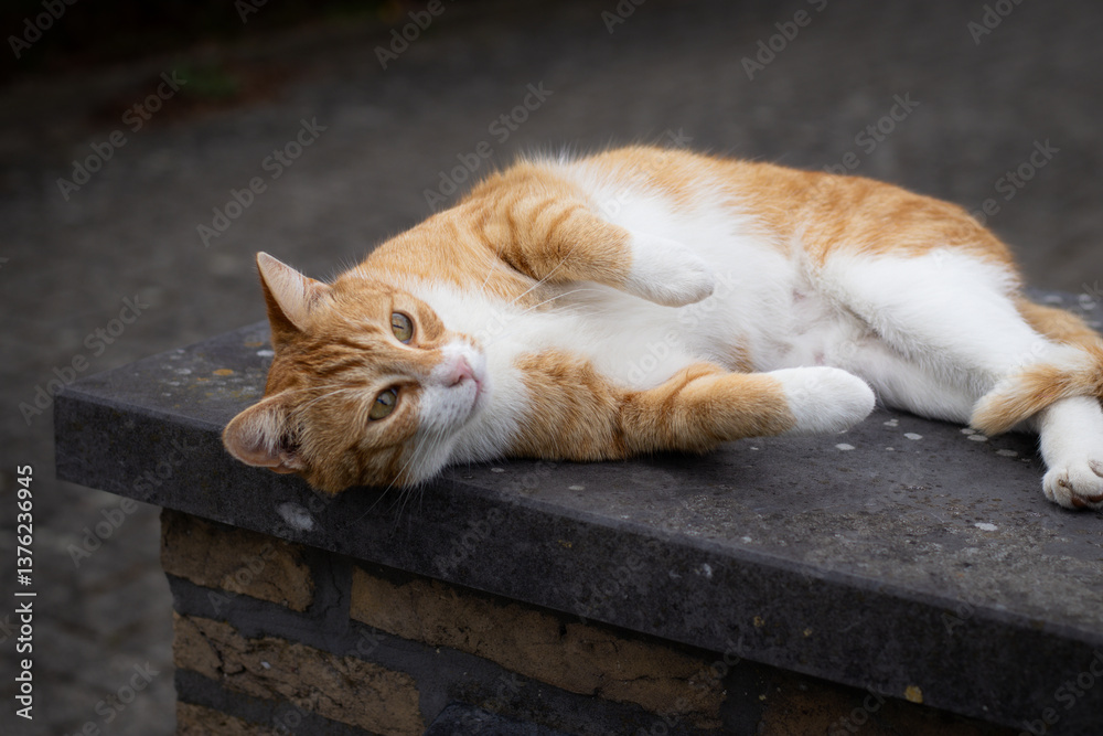 Fototapeta premium A gentle orange cat lounging on the asphalt outdoors, enjoying the warmth and comfort of the ground. A peaceful and affectionate moment captured as the cat relaxes.