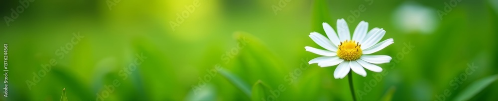 Fototapeta premium Fresh white daisy surrounded by green leaves in spring, blossom, sunshine