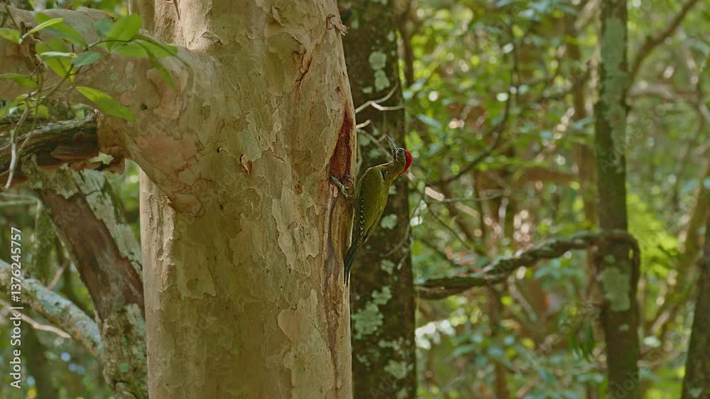 A colorful woodpecker perches on a tree trunk to feed its young in a hollow. In a lush forest, the bird’s green contrasts beautifully with the natural tones of the trees and blurred green leaves A colorful woodpecker perches on a tree trunk to feed its young in a hollow. In a lush forest, the bird’s green contrasts beautifully with the natural tones of the trees and blurred green leaves