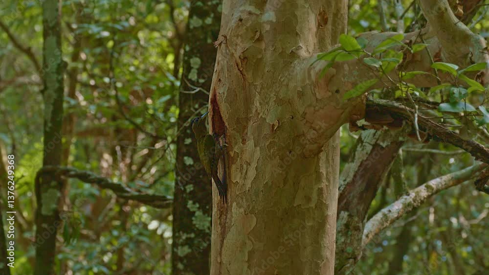 A colorful woodpecker perches on a tree trunk to feed its young in a hollow. In a lush forest, the bird’s green contrasts beautifully with the natural tones of the trees and blurred green leaves A colorful woodpecker perches on a tree trunk to feed its young in a hollow. In a lush forest, the bird’s green contrasts beautifully with the natural tones of the trees and blurred green leaves