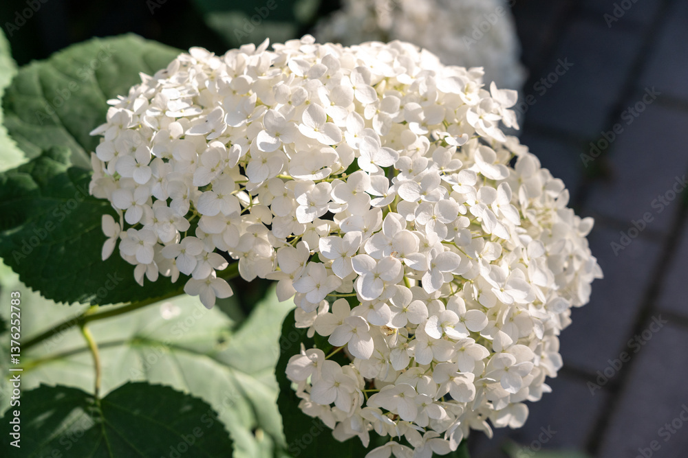 Hydrangea Flowers, Blooming White Hortensia, Hydrangea Paniculata Flower Closeup, Large Inflorescences Hydrangea Flowers, Blooming White Hortensia, Hydrangea Paniculata Flower Closeup, Large Inflorescences