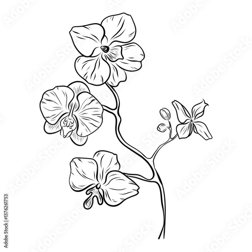 Hand drawn orchid flowers, orchid branch, leaves and buds. Vector Doodle. Flower Illustration for wedding invitations, designs, cards doodle style