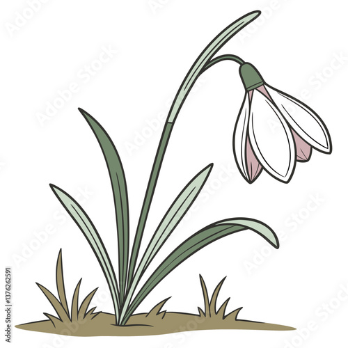 snowdrops on a white background