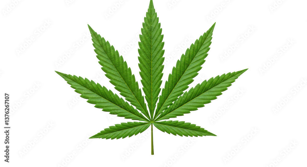 Isolated Marijuana Leaf Isolated Marijuana Leaf