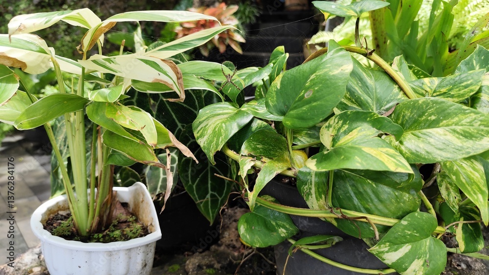 Obraz premium Variegated ginger in a pot with pothos plant: tropical garden greenery