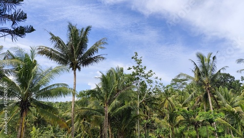 Wallpaper Mural Lush tropical scene with coconut palm trees against a bright blue sky and scattered white clouds in Bali Torontodigital.ca