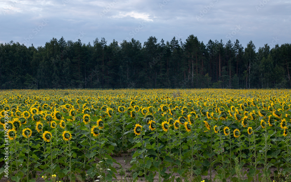Obraz premium Sunflower field in the early morning, bright and large flowers