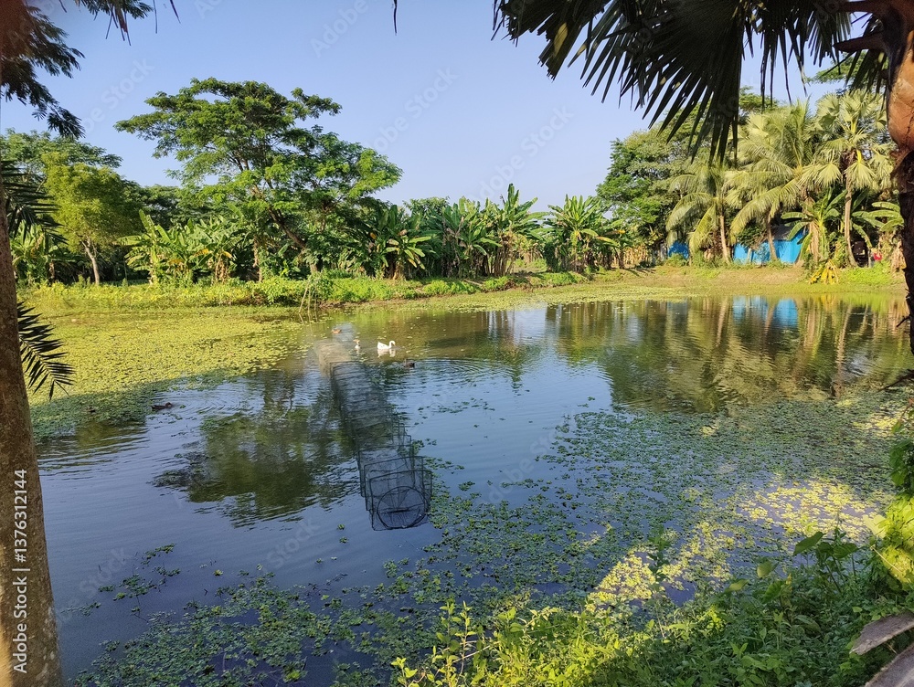 Obraz premium Pond and green nature. Pond and vegetable fiend. Small pond in eco nature in Bangladesh