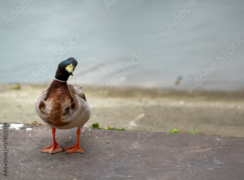Mallard duck standing near the Tevere River in Rome, gazing toward the empty space in contemplation