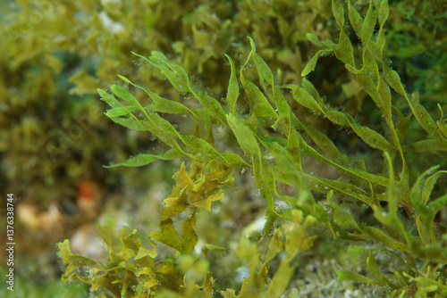 Green algae in the sea over the reef.