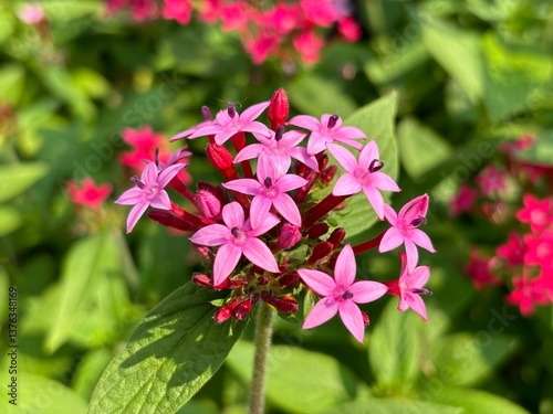 Pentas, also known as Egyptian Star Cluster, features vibrant pink and red star-shaped flowers that attract butterflies and bees. Thriving in gardens, it symbolizes positivity and growth.