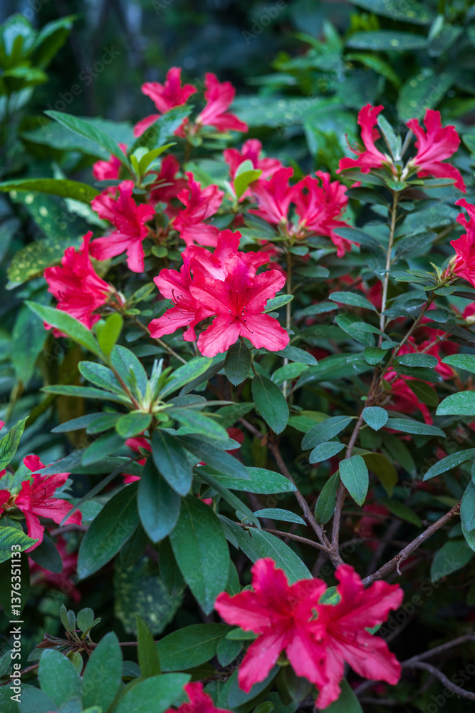A blooming azalea in the botanical garden. Beautiful pink flowers close-up. A blooming azalea in the botanical garden. Beautiful pink flowers close-up.