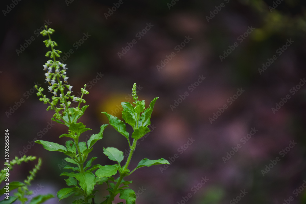 Close-up of Ocimum tenuiflorum in the garden. Close-up of Ocimum tenuiflorum in the garden.