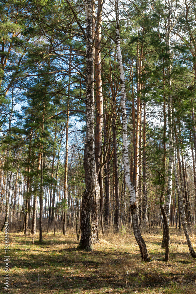 Fototapeta premium A beautiful, sunny spring day in the forest.