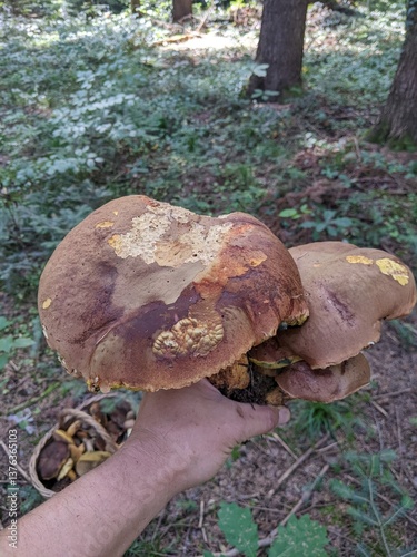 A family of very rare mushrooms Boletus subappendiculatus