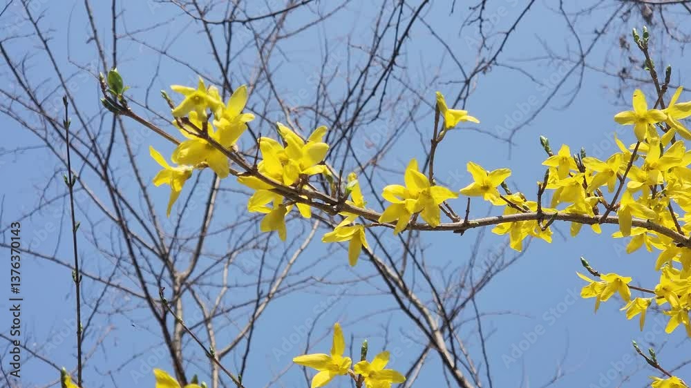 yellow forsythia flowers bloomed. Forsythia branch sways in the wind against the backdrop of an ancient Korean pagoda. vertical video