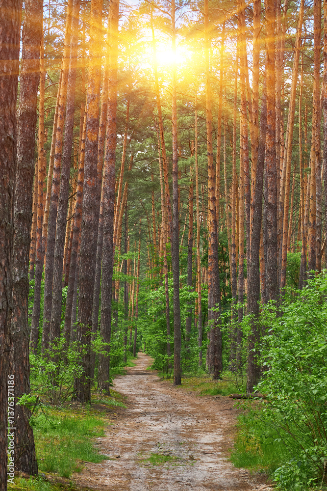 Obraz premium Path Through the Pine Forest