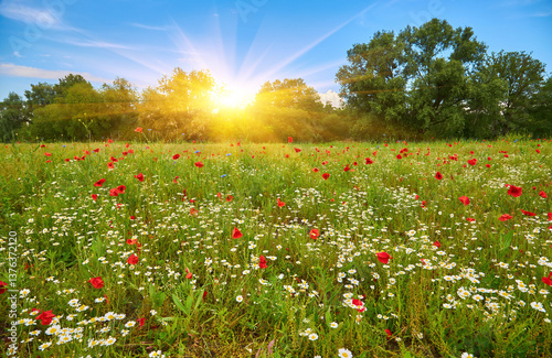 Fototapeta Naklejka Na Ścianę i Meble -  blooming wildflower meadow in summer nature landscape