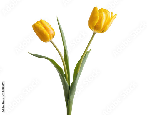 yellow tulips isolated on white background, on transparent background png