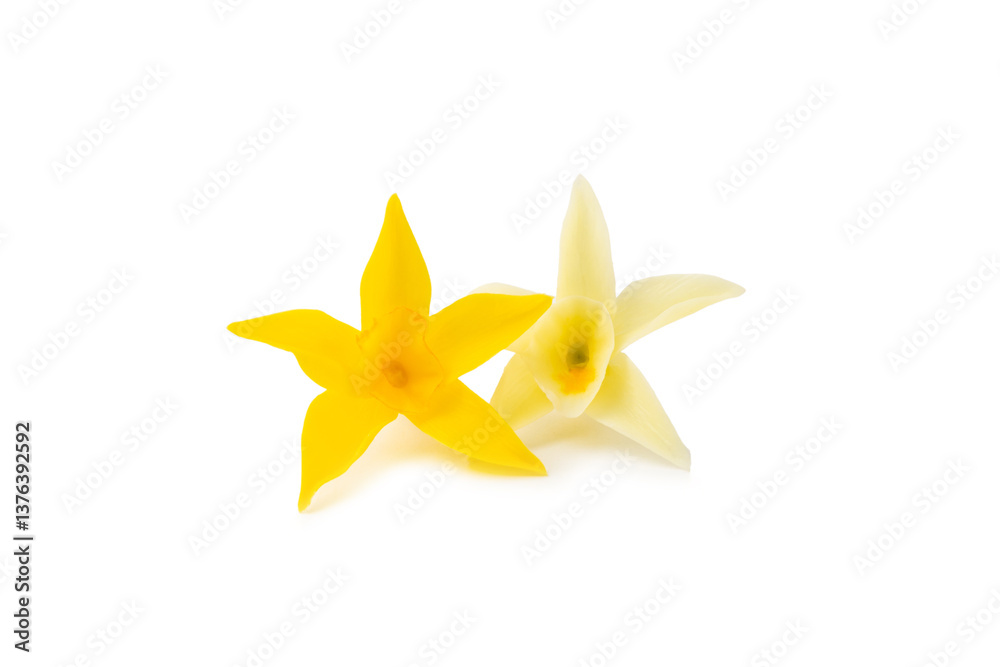 Vanilla pods isolated on white background. Vanilla flowers and seeds. vanilla stick bean. Aromatic spicy spice for pastries and desserts. Seasoning. Space for text. Copy Space Vanilla pods isolated on white background. Vanilla flowers and seeds. vanilla stick bean. Aromatic spicy spice for pastries and desserts. Seasoning. Space for text. Copy Space