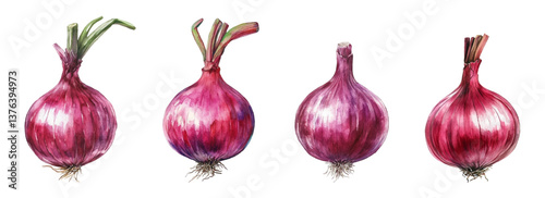 Watercolor set of red onions. Red onion with root and green sprout. Organic vegetables concept. Products for cooking. Watercolor vegetables. Vector illustration.