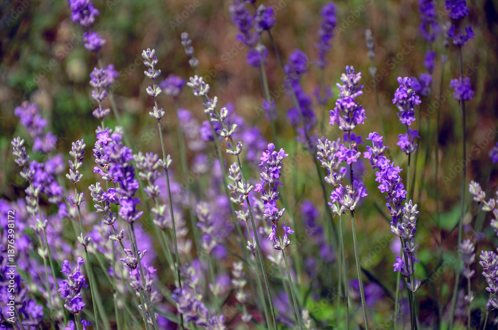 Naklejka premium Sunlit purple lavender blooming in the garden.