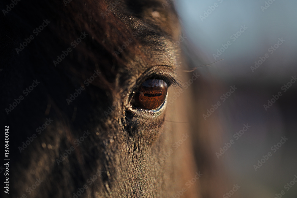 Close-up of a horses deep brown eye. Macro shot capturing the details of a horses gaze. Look from a wild horse eye. Horses eyes. Closeup portrait of a majestic horses face. Horse eye close-up.