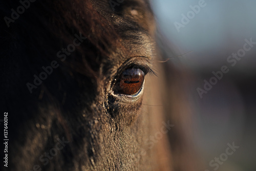 Obraz na płótnie Close-up of a horses deep brown eye. Macro shot capturing the details of a horses gaze. Look from a wild horse eye. Horses eyes. Closeup portrait of a majestic horses face. Horse eye close-up. w salonie