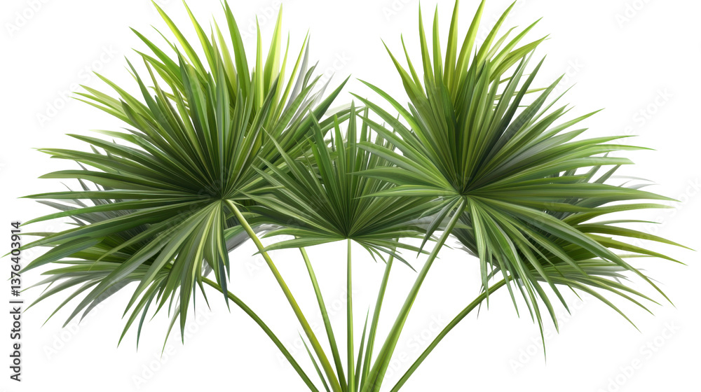 palm tree isolated on white palm tree isolated on white
