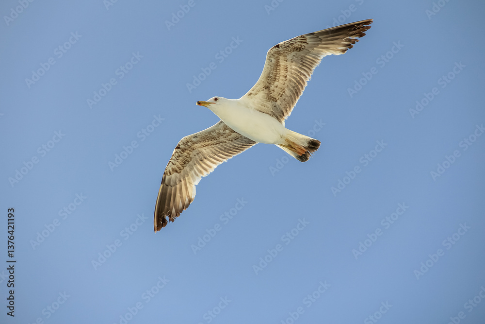 Obraz premium Seagull Gliding Effortlessly Against a Clear Blue Sky in Mid-Flight