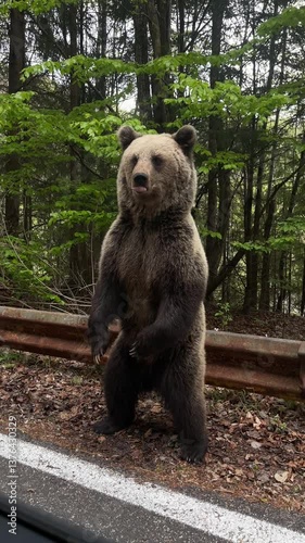Vertical screen: A wild brown bear stands by the roadside, begging for food from passing cars, captured from a vehicle, highlighting a rare and striking encounter with wildlife in its natural habitat.