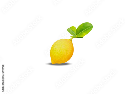 lemon or single Citrus limon on isolated white background