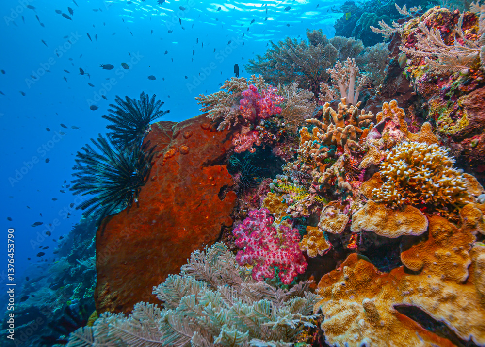 Coral reef South Pacific
