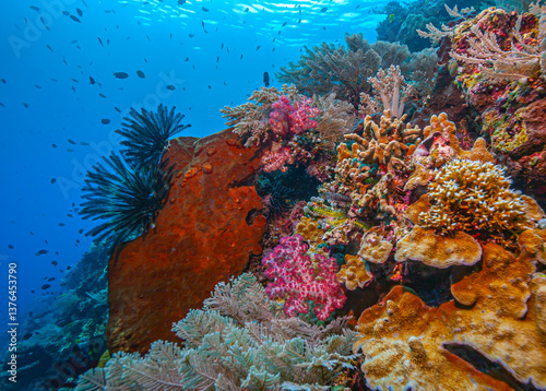 Obraz na płótnie Coral reef South Pacific w salonie
