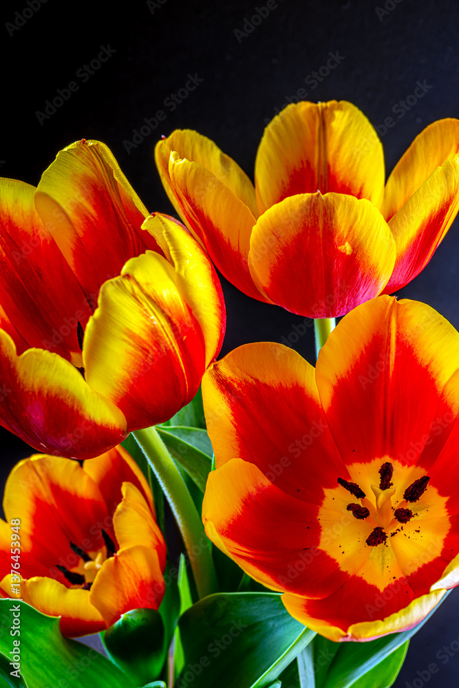 Tulip in bloom, early spring