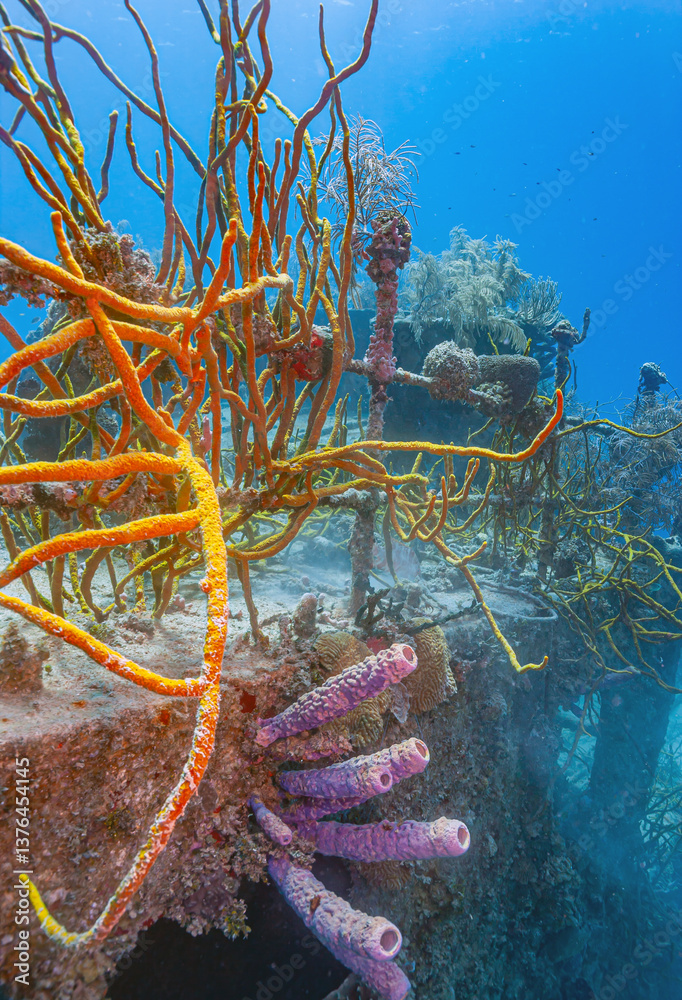Caribbean coral garden with shipwreck