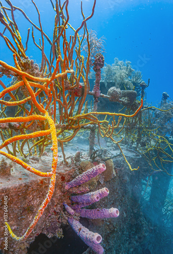 Obraz na płótnie Caribbean coral garden with shipwreck w salonie