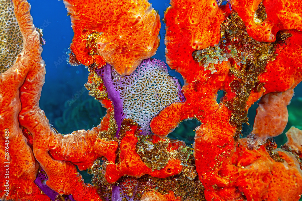 Amphimedon compressa, rope sponge